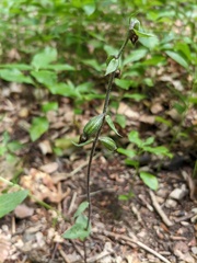 Epipactis microphylla