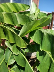 Musa