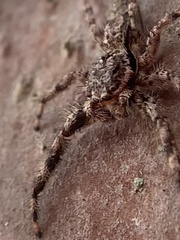 Platycryptus undatus