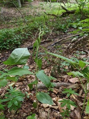 Cephalanthera damasonium