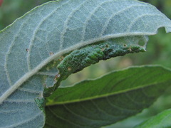 Symphyta