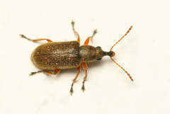 Cimberis attelaboides