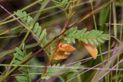 Chamaecrista fasciculata