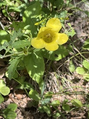 Aureolaria