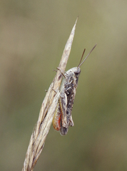 Chorthippus brunneus