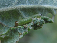 Symphyta