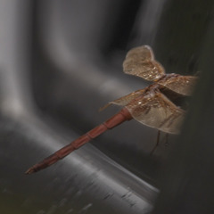 Libellula needhami