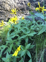 Arnica lanceolata
