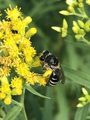 Colletes simulans armatus