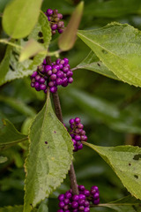 Callicarpa americana