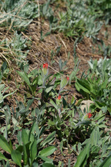 Castilleja elmeri