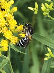 Colletes simulans armatus