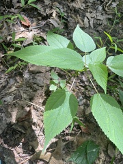 Boehmeria cylindrica