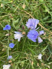 Cichorium intybus