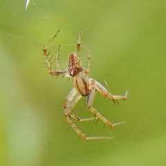 Neoscona arabesca