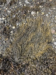 Ascophyllum nodosum