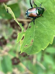 Popillia japonica