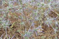 Eryngium creticum
