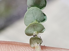 Euphorbia villifera