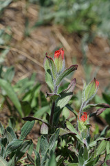 Castilleja elmeri
