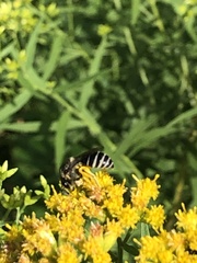 Colletes simulans armatus
