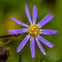 Eurybia hemispherica