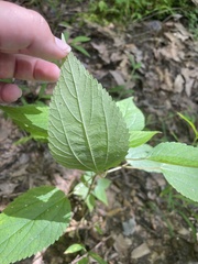 Boehmeria cylindrica