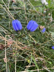 Cichorium intybus