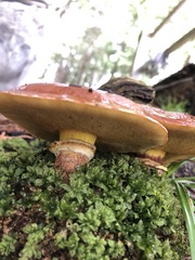 Suillus clintonianus