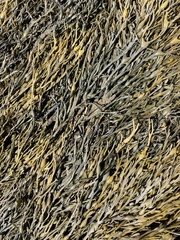Ascophyllum nodosum