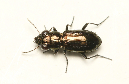 Notiophilus aquaticus