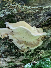 Climacodon septentrionalis