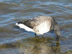 Branta bernicla