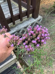 Verbena bonariensis