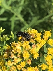 Colletes simulans armatus
