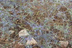 Eryngium creticum