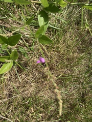 Desmodium illinoense