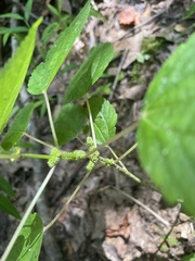 Boehmeria cylindrica