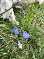Cichorium intybus