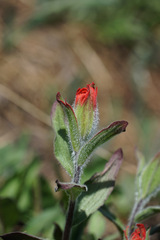 Castilleja elmeri