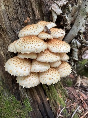 Pholiota squarrosoides