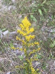 Solidago juncea