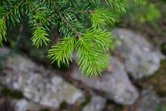 Abies nordmanniana