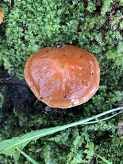Suillus clintonianus