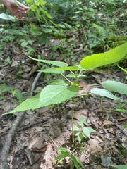 Boehmeria cylindrica