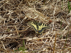 Papilio machaon