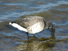 Branta bernicla