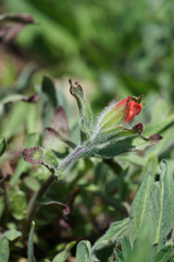 Castilleja elmeri