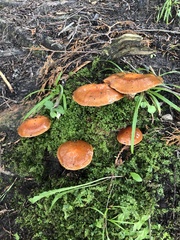 Suillus clintonianus