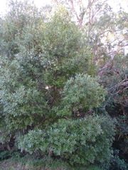 Platylophus trifoliatus